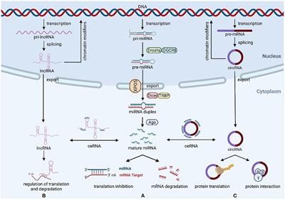 Non-coding RNAs in cancer therapy-induced cardiotoxicity: Mechanisms, biomarkers, and treatments